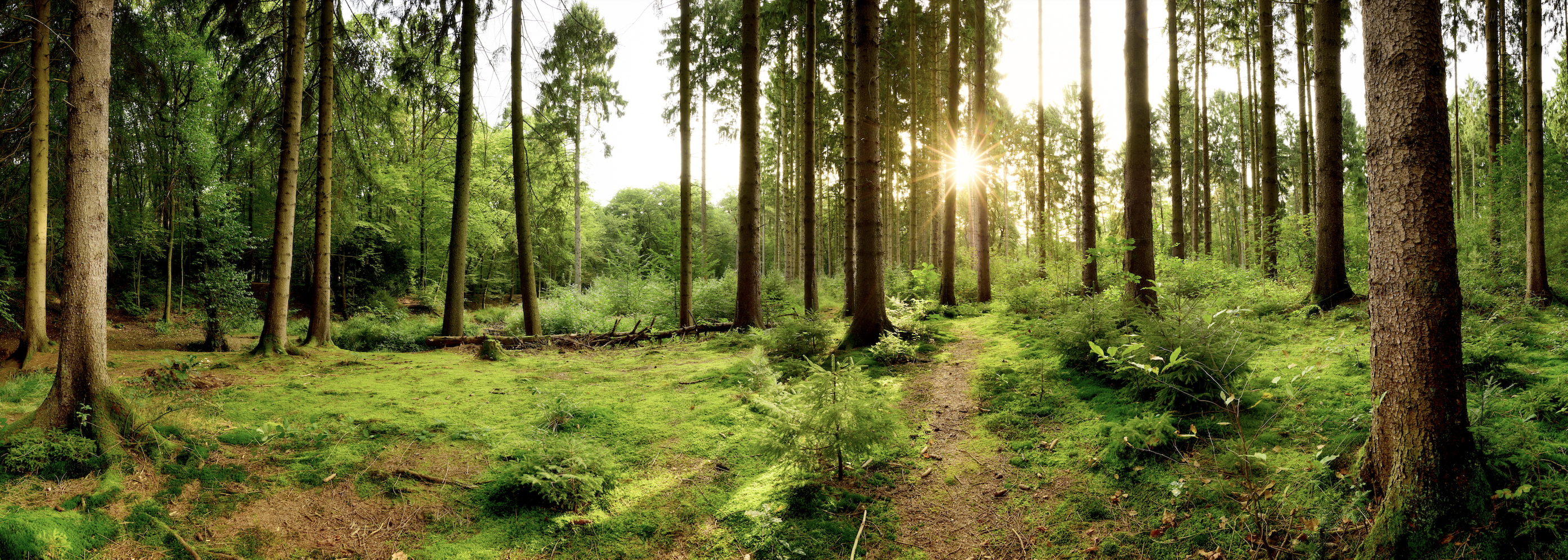 Partnering with Evertreen for a Greener Tomorrow 🌳🌎